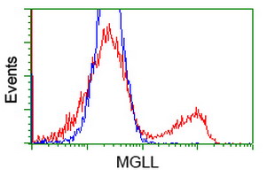 MGLL / Monoacylglycerol Lipase Antibody - HEK293T cells transfected with either overexpress plasmid (Red) or empty vector control plasmid (Blue) were immunostained by anti-MGLL antibody, and then analyzed by flow cytometry.