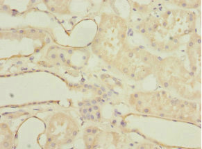 MGLL / Monoacylglycerol Lipase Antibody - Immunohistochemistry of paraffin-embedded human kidney tissue at dilution 1:100