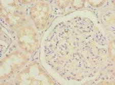 MGME1 / C20orf72 Antibody - Immunohistochemistry of paraffin-embedded human kidney tissue using antibody at dilution of 1:100.