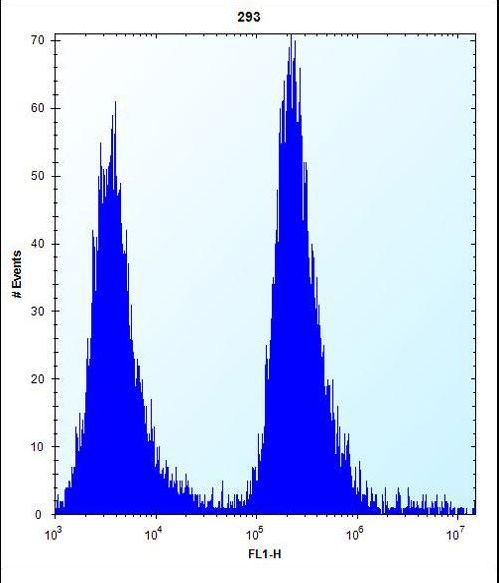 MGMT Antibody - MGMT Antibody flow cytometry of 293 cells (right histogram) compared to a negative control cell (left histogram). FITC-conjugated goat-anti-rabbit secondary antibodies were used for the analysis.