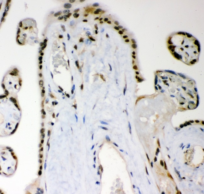MGMT Antibody - MGMT antibody IHC-paraffin: Human Placenta Tissue.