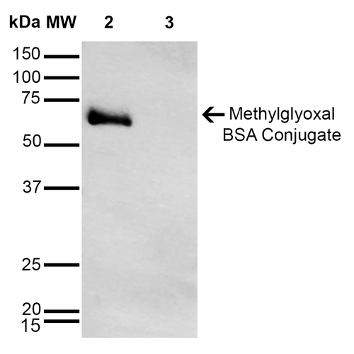 MGO / Methylglyoxal Antibody - Western Blot analysis of Methylglyoxal-BSA Conjugate showing detection of 67 kDa Methylglyoxal protein using Mouse Anti-Methylglyoxal Monoclonal Antibody, Clone 9E7. Lane 1: Molecular Weight Ladder (MW). Lane 2: Methylglyoxal-BSA. Lane 3: BSA. Load: 0.5 µg. Block: 5% Skim Milk in TBST. Primary Antibody: Mouse Anti-Methylglyoxal Monoclonal Antibody  at 1:1000 for 2 hours at RT. Secondary Antibody: Goat Anti-Mouse IgG: HRP at 1:1000 for 60 min at RT. Color Development: ECL solution for 5 min in RT. Predicted/Observed Size: 67 kDa.