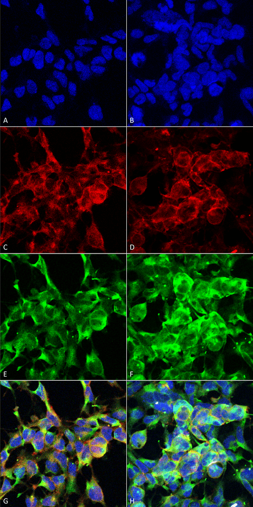 MGO / Methylglyoxal Antibody - Immunocytochemistry/Immunofluorescence analysis using Mouse Anti-Methylglyoxal Monoclonal Antibody, Clone 9E7. Tissue: Embryonic kidney epithelial cell line (HEK293). Species: Human. Fixation: 5% Formaldehyde for 5 min. Primary Antibody: Mouse Anti-Methylglyoxal Monoclonal Antibody  at 1:50 for 30-60 min at RT. Secondary Antibody: Goat Anti-Mouse Alexa Fluor 488 at 1:1500 for 30-60 min at RT. Counterstain: Phalloidin Alexa Fluor 633 F-Actin stain; DAPI (blue) nuclear stain at 1:250, 1:50000 for 30-60 min at RT. Magnification: 20X (2X Zoom). (A,C,E,G) - Untreated. (B,D,F,H) - Cells cultured overnight with 50 µM H2O2. (A,B) DAPI (blue) nuclear stain. (C,D) Phalloidin Alex Fluor 633 F-Actin stain. (E,F) Methylglyoxal Antibody. (G,H) Composite. Courtesy of: Dr. Robert Burke, University of Victoria.