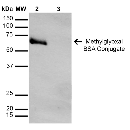 MGO / Methylglyoxal Antibody - Western Blot analysis of Methylglyoxal-BSA Conjugate showing detection of 67 kDa Methylglyoxal protein using Mouse Anti-Methylglyoxal Monoclonal Antibody, Clone 9F11. Lane 1: Molecular Weight Ladder (MW). Lane 2: Methylglyoxal-BSA. Lane 3: BSA. Load: 0.5 µg. Block: 5% Skim Milk in TBST. Primary Antibody: Mouse Anti-Methylglyoxal Monoclonal Antibody  at 1:1000 for 2 hours at RT. Secondary Antibody: Goat Anti-Mouse IgG: HRP at 1:1000 for 60 min at RT. Color Development: ECL solution for 5 min in RT. Predicted/Observed Size: 67 kDa.