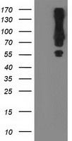 MGRN1 Antibody - HEK293T cells were transfected with the pCMV6-ENTRY control (Left lane) or pCMV6-ENTRY MGRN1 (Right lane) cDNA for 48 hrs and lysed. Equivalent amounts of cell lysates (5 ug per lane) were separated by SDS-PAGE and immunoblotted with anti-MGRN1.