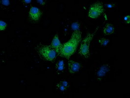 MGRN1 Antibody - Anti-MGRN1 mouse monoclonal antibody immunofluorescent staining of COS7 cells transiently transfected by pCMV6-ENTRY MGRN1.