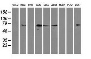 MGRN1 Antibody - Western blot of extracts (35 ug) from 9 different cell lines by using anti-MGRN1 monoclonal antibody.