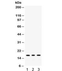 MGST1 Antibody