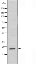 MGST1 Antibody - Western blot analysis of extracts of HeLa cells using MGST1 antibody.