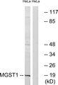 MGST1 Antibody - Western blot analysis of extracts from HeLa cells, using MGST1 antibody.