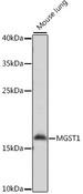 MGST1 Antibody - Western blot analysis of extracts of mouse lung using MGST1 Polyclonal Antibody at dilution of 1:1000.