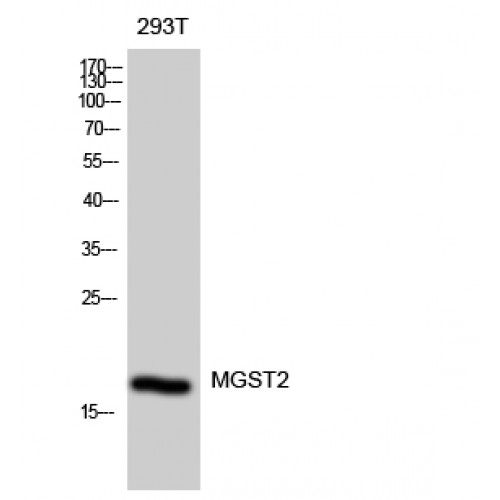 MGST2 Antibody - Western blot of MGST2 antibody