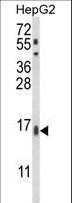 MGST2 Antibody - Western blot of MGST2 Antibody in HepG2 cell line lysates (35 ug/lane). MGST2 (arrow) was detected using the purified antibody.