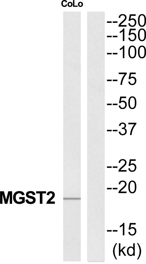 MGST2 Antibody - Western blot analysis of extracts from COLO205 cells, using MGST2 antibody.