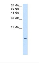 MGST2 Antibody - HepG2 cell lysate. Antibody concentration: 1.25 ug/ml. Gel concentration: 15%.  This image was taken for the unconjugated form of this product. Other forms have not been tested.