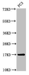 MGST3 Antibody - Western Blot Positive WB detected in:PC3 whole cell lysate All Lanes:MGST3 antibody at 3.5µg/ml Secondary Goat polyclonal to rabbit IgG at 1/50000 dilution Predicted band size: 17 KDa Observed band size: 17 KDa