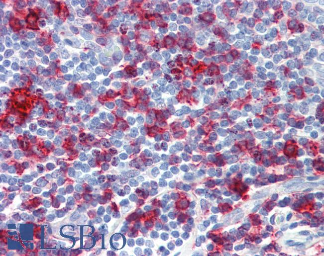 MHC Class II Antibody - Human Tonsil: Formalin-Fixed, Paraffin-Embedded (FFPE) This image was taken for the unconjugated form of this product. Other forms have not been tested.