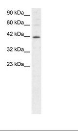 MI-ER1 / ER1 Antibody - HepG2 Cell Lysate.  This image was taken for the unconjugated form of this product. Other forms have not been tested.