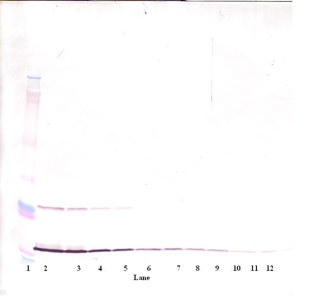 MIA / CD-RAP Antibody - Western Blot (non-reducing) of MIA antibody. This image was taken for the unconjugated form of this product. Other forms have not been tested.