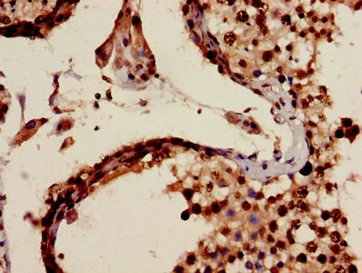 MIA / CD-RAP Antibody - Immunohistochemistry image of paraffin-embedded human testis tissue at a dilution of 1:100