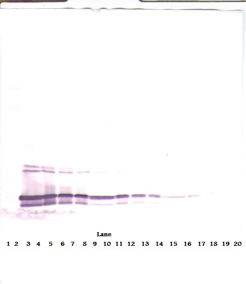 MIA2 Antibody - Western Blot (reducing) of MIA2 antibody. This image was taken for the unconjugated form of this product. Other forms have not been tested.