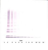 MIA2 Antibody - Western Blot (non-reducing) of MIA2 antibody. This image was taken for the unconjugated form of this product. Other forms have not been tested.