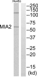 MIA2 Antibody - Western blot analysis of extracts from HuvEc cells, using MIA2 antibody.