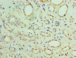 MIA40 / CHCHD4 Antibody - Immunohistochemistry of paraffin-embedded human adrenal gland using antibody at 1:100 dilution.  This image was taken for the unconjugated form of this product. Other forms have not been tested.