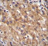 MIA40 / CHCHD4 Antibody - MIA40 Antibody immunohistochemistry of formalin-fixed and paraffin-embedded human liver tissue followed by peroxidase-conjugated secondary antibody and DAB staining.