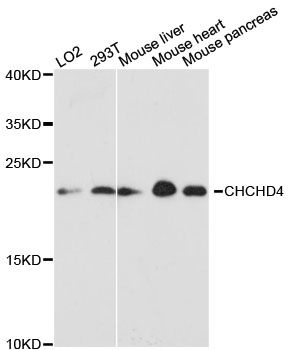 MIA40 / CHCHD4 Antibody - Western blot analysis of extracts of various cell lines, using CHCHD4 antibody at 1:3000 dilution. The secondary antibody used was an HRP Goat Anti-Rabbit IgG (H+L) at 1:10000 dilution. Lysates were loaded 25ug per lane and 3% nonfat dry milk in TBST was used for blocking. An ECL Kit was used for detection and the exposure time was 90s.