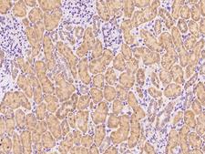 MIA40 / CHCHD4 Antibody - Immunochemical staining CHCHD4 in human kidney with rabbit polyclonal antibody at 1:1000 dilution, formalin-fixed paraffin embedded sections.