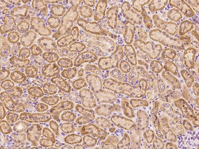 MIA40 / CHCHD4 Antibody - Immunochemical staining CHCHD4 in rat kidney with rabbit polyclonal antibody at 1:1000 dilution, formalin-fixed paraffin embedded sections.