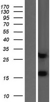 MIA40 / CHCHD4 Protein - Western validation with an anti-DDK antibody * L: Control HEK293 lysate R: Over-expression lysate