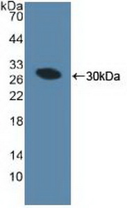 MIB1 Antibody - Western Blot; Sample: Recombinant MIB1, Human.