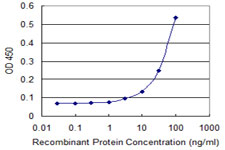 MIB1 Antibody - Detection limit for recombinant GST tagged MIB1 is 3 ng/ml as a capture antibody.
