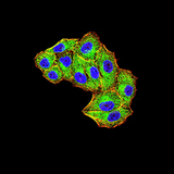 MIB1 Antibody - Immunofluorescence analysis of Hela cells using MIB1 mouse mAb (green). Blue: DRAQ5 fluorescent DNA dye. Red: Actin filaments have been labeled with Alexa Fluor- 555 phalloidin. Secondary antibody from Fisher