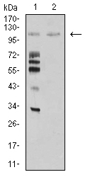 MIB1 Antibody - Western blot analysis using MIB1 mouse mAb against Hela (1) and COS7 (2) cell lysate.