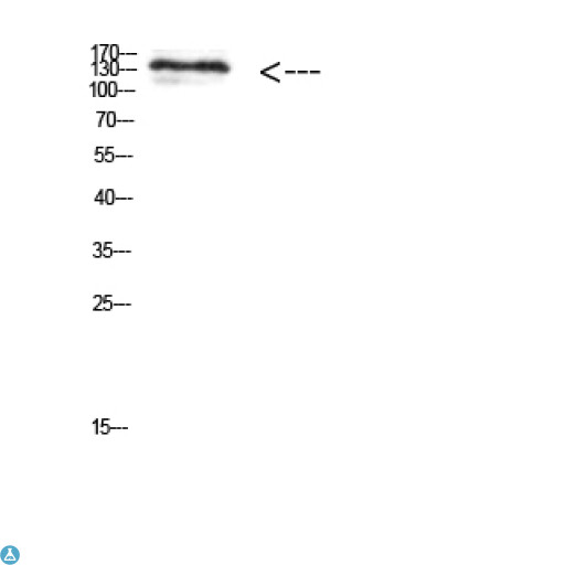 MIB1 Antibody - Western Blot (WB) analysis of 293t cells using Antibody diluted at 1:1000.