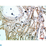 MIB1 Antibody - Immunohistochemical analysis of paraffin-embedded human-kidney, antibody was diluted at 1:200.