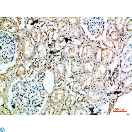 MIB1 Antibody - Immunohistochemical analysis of paraffin-embedded human-kidney, antibody was diluted at 1:200.