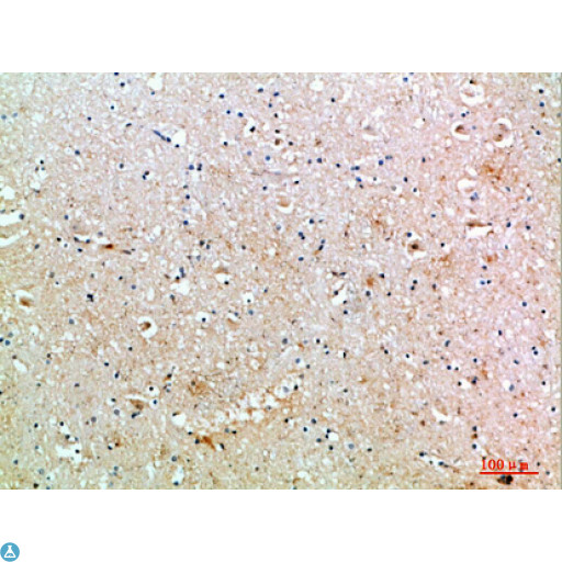 MIB1 Antibody - Immunohistochemical analysis of paraffin-embedded human-brain, antibody was diluted at 1:200.