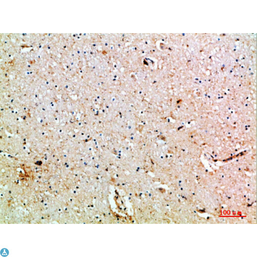 MIB1 Antibody - Immunohistochemical analysis of paraffin-embedded human-brain, antibody was diluted at 1:200.