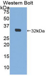 MIB2 Antibody - Western blot of recombinant MIB2.  This image was taken for the unconjugated form of this product. Other forms have not been tested.