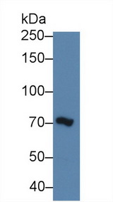 MIB2 Antibody - Western Blot; Sample: Human 293T cell lysate; Primary Ab: 3µg/ml Rabbit Anti-Rat MIB2 Antibody Second Ab: 0.2µg/mL HRP-Linked Caprine Anti-Rabbit IgG Polyclonal Antibody