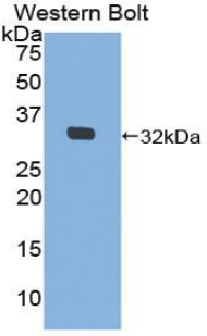 MIB2 Antibody - Western blot of recombinant MIB2.  This image was taken for the unconjugated form of this product. Other forms have not been tested.