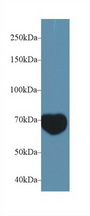 MIB2 Antibody - Western Blot; Sample: Mouse Serum; Primary Ab: 1µg/ml Rabbit Anti-Mouse MIB2 Antibody Second Ab: 0.2µg/mL HRP-Linked Caprine Anti-Rabbit IgG Polyclonal Antibody