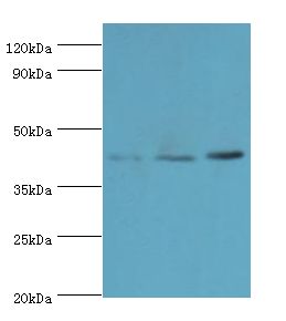 MICA Antibody - Western blot. All lanes: MICA antibody at 8 ug/ml. Lane 1: MCF-7 whole cell lysate. Lane 2: A431 whole cell lysate. Lane 3: mouse Stomach tissue. Secondary antibody: Goat polyclonal to rabbit at 1:10000 dilution. Predicted band size: 43 kDa. Observed band size: 43 kDa.