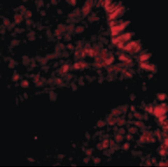 MICA Antibody - Immunofluorescence of MICA in Human Colon cells with MICA antibody at 20 ug/ml.