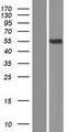MICA Protein - Western validation with an anti-DDK antibody * L: Control HEK293 lysate R: Over-expression lysate