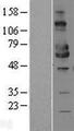 MICA Protein - Western validation with an anti-DDK antibody * L: Control HEK293 lysate R: Over-expression lysate
